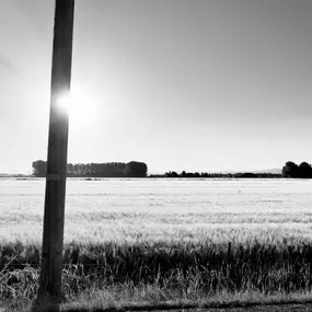 This evocative black and white photograph by Sapien Designs captures the quiet, timeless beauty of the Idaho landscape. The image features a strong artistic composition, with a brilliant sun flare emerging from behind a rustic pole, illuminating a sprawling field of grain. As a Rexburg-based multimedia studio, Sapien Designs specializes in creating professional content that tells a story.