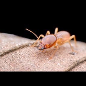 Bild von Ecola Termite and Pest Control Services