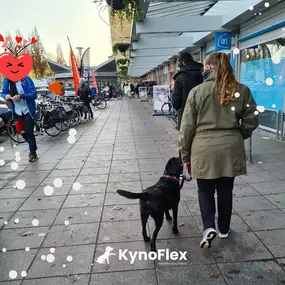 Bild von KynoFlex hondenschool & honden gedragstherapie