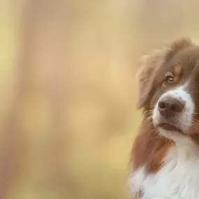 Bild von KynoFlex hondenschool & honden gedragstherapie