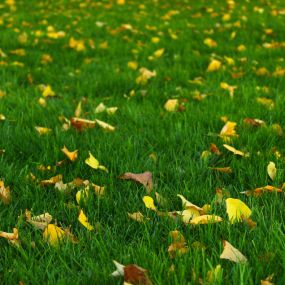 fall and spring clean ups are available to get any leaves and debris off your lawn and out of your garden beds