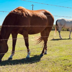 Bild von Texas Ranch Life