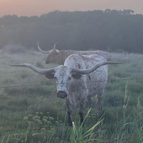 Bild von Texas Ranch Life