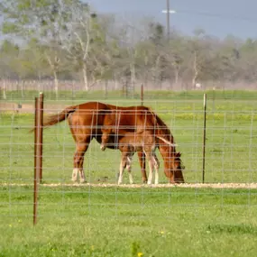 Bild von Texas Ranch Life