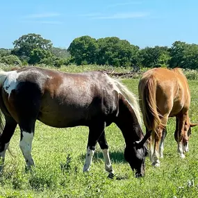 Bild von Texas Ranch Life