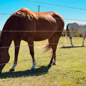 Bild von Texas Ranch Life