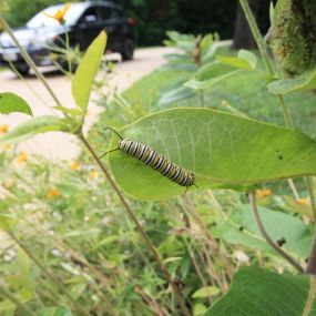 Down to Earth Services eco-friendly landscaping services.  Specializing in native plant landscaping, bioswale, hardscaping, eco-friendly landscaping management.