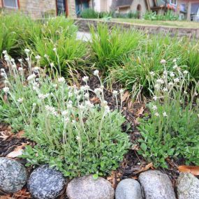 Down to Earth Services eco-friendly landscaping services.  Specializing in native plant landscaping, bioswale, hardscaping, eco-friendly landscaping management.