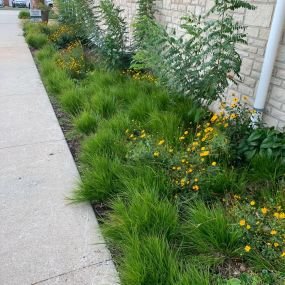 Down to Earth Services eco-friendly landscaping services.  Specializing in native plant landscaping, bioswale, hardscaping, eco-friendly landscaping management.