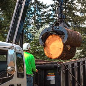 General Tree Service in Beaverton, OR - Stump Removal