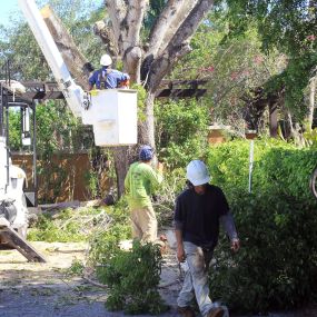 Any Town Tree - Professional Tree Trimming & Pruning Company in Naples, FL