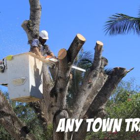 Any Town Tree - Professional Tree Removal Company in Naples, FL