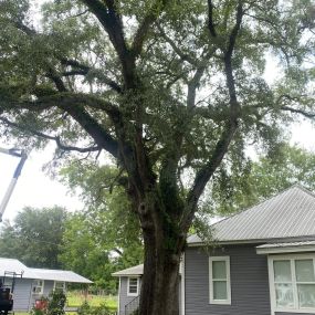Bild von Bennett's Tree Service Inc.