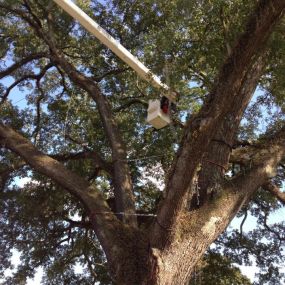 Call now for a tree trimming service!