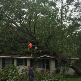Call now for a tree trimming service!