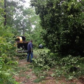 Call now for a tree trimming service!