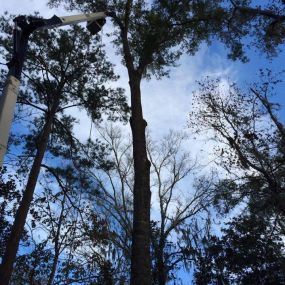 Call now for a tree trimming service!