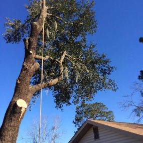 Call now for a tree trimming service!