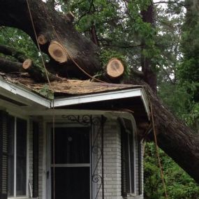 Call now for a tree trimming service!