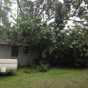 Call now for a tree trimming service!