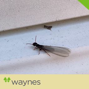 Bild von Waynes Pest Control