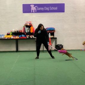 Bild von Surrey Dog School