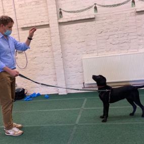 Bild von Surrey Dog School