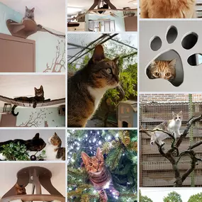 Bild von Kattenhotel Kattenweelde