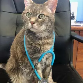 At Animal Care Clinic of Rural Hall, senior cats are just as important as the young kittens