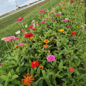 Colorful bed of zinnias destined to be fresh cut flowers.