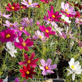 Cosmos flowers in white, pink, lavender, and red.