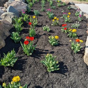 Beautiful red and yellow tulips in our new tulip bed.