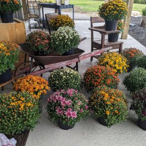 Colorful potted mums