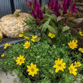 Purple celosia flowers, with yellow daisies, and a white bumpy pumpkin.