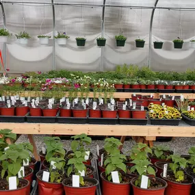 A variety of starter plans, flowers, hanging baskets, and herbs growing in the Potter's Crossing greenhouse.