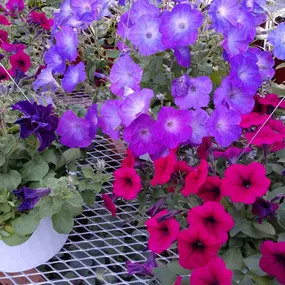 Dark blue, purple, magenta petunias in bloom.