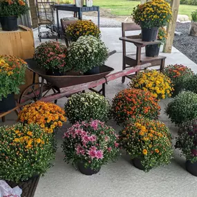 Colorful potted mums