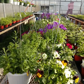 A variety of starter plans, flowers, hanging baskets, and herbs growing in the Potter's Crossing greenhouse.