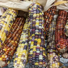 An array of colorful Indian corn.