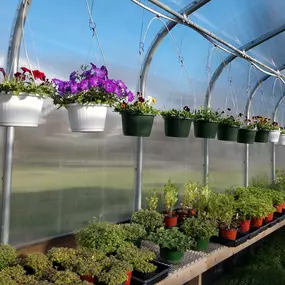 Petunias, hanging baskets, herbs, and other flowers growing in the Potter's Crossing greenhouse.