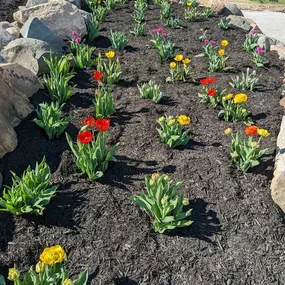 Beautiful red and yellow tulips in our new tulip bed.