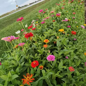 Colorful bed of zinnias destined to be fresh cut flowers.