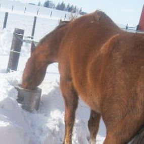 Nelson and richie horse waterer repairs and installation