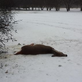 Dead Deer Removal