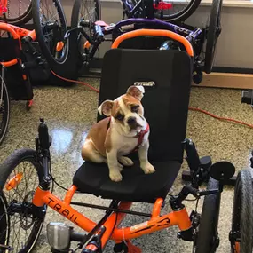 Clementine is always ready for a ride!