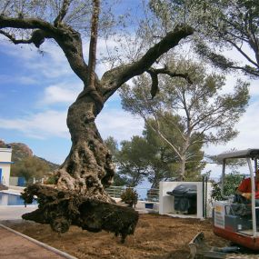 Bild von Jardin Terre de Provence - Paysagiste