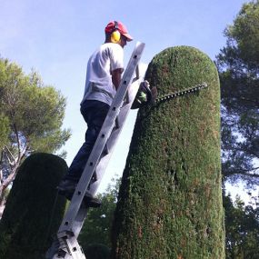 Bild von Jardin Terre de Provence - Paysagiste