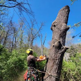 Madison Tree Care & Landscaping 
Serving Milford and surrounding areas for over 75 years