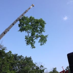 Madison Tree Care & Landscaping 
Serving Milford and surrounding areas for over 75 years