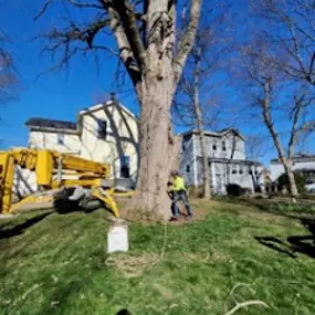 Madison Tree Care & Landscaping 
Serving Milford and surrounding areas for over 75 years